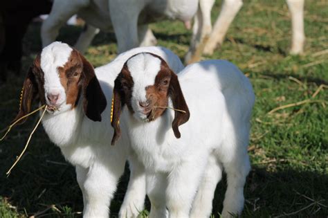 goat for sale near me